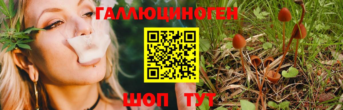 Галлюциногенные грибы GOLDEN TEACHER Маркс